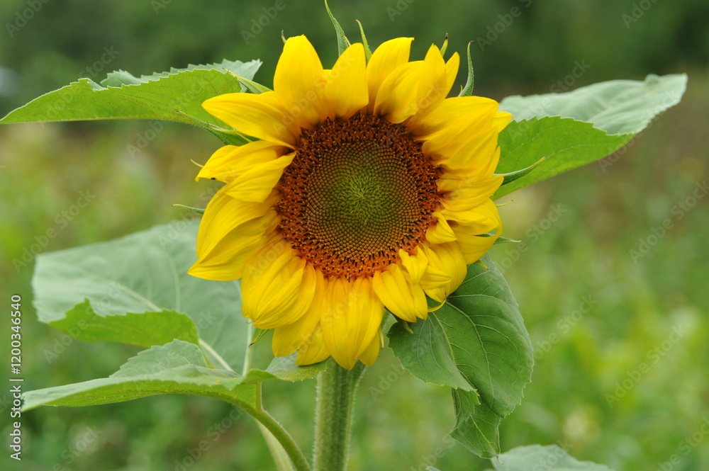 Sunflower flower in the garden