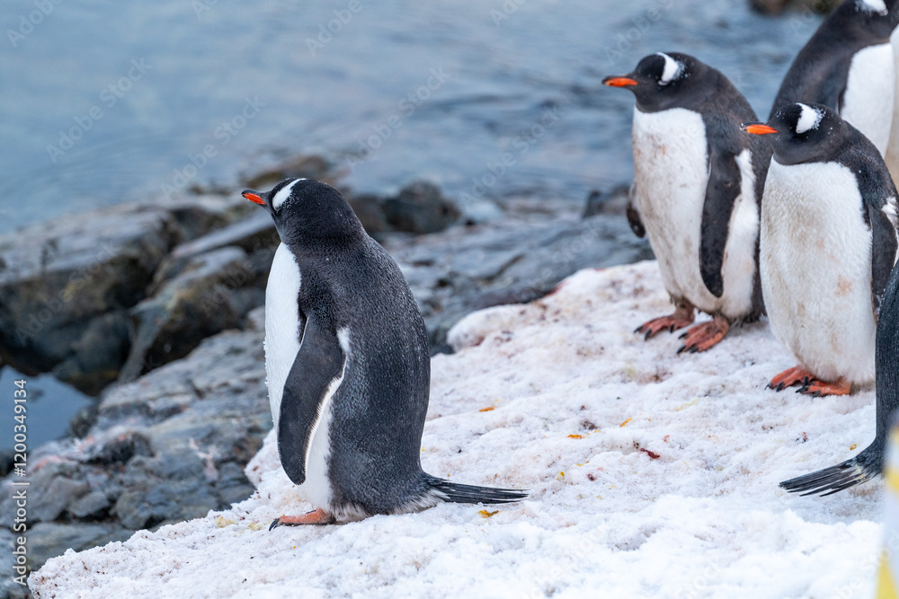 Naklejka premium Gentoo penguins in Antarctica. Wild nature.