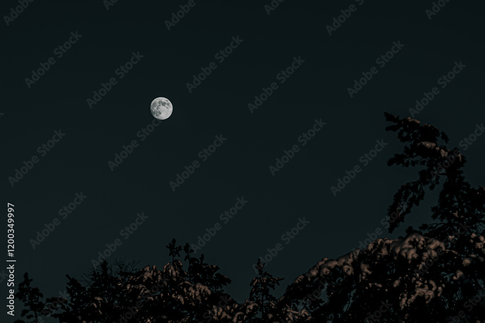 A winter night when the moon rises above the coniferous forest, Norway A winter night when the moon rises above the coniferous forest, Norway