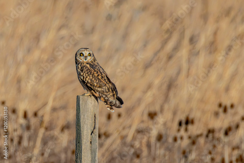 Short-eared owl photo