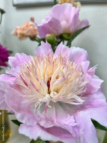 Blooming Paeonia Zhemchuzhnaya Rossyp .Pale pink with peonies with large double inflorescences and yellow petals in a vase. Floral background photo