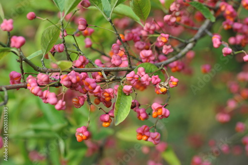 Whole plant European spindle in autumn with leaves and fruits