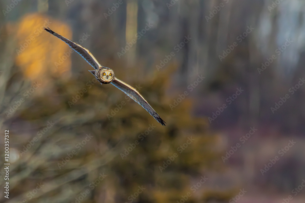 Short-eared owl Short-eared owl