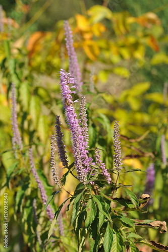 Purple pink flowers and plants in the garden