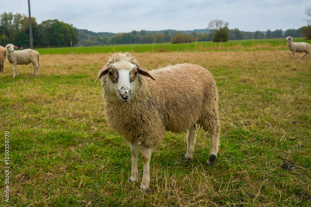 Obraz premium Weide mit Schafen