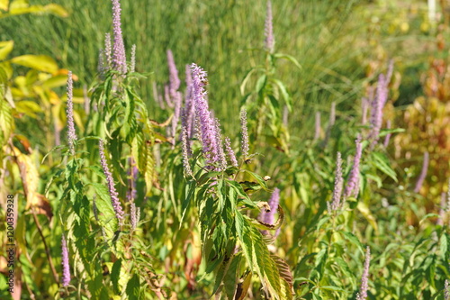 Purple pink flowers and plants in the garden