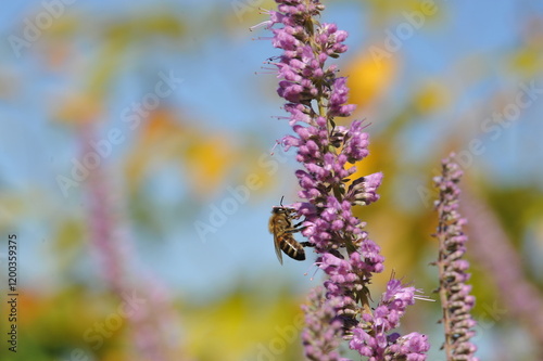 Purple pink flowers and plants in the garden