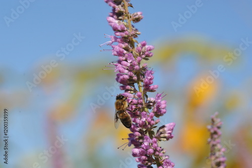 Purple pink flowers and plants in the garden
