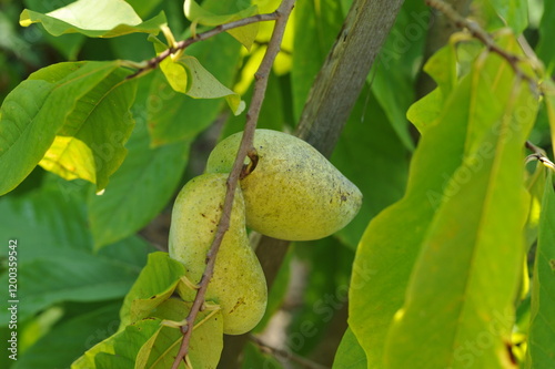 Interesting plants in the garden