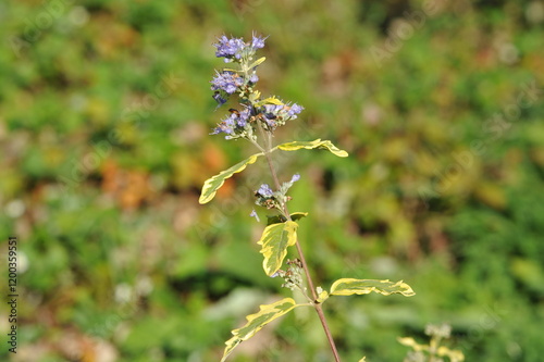 Purple pink flowers and plants in the garden