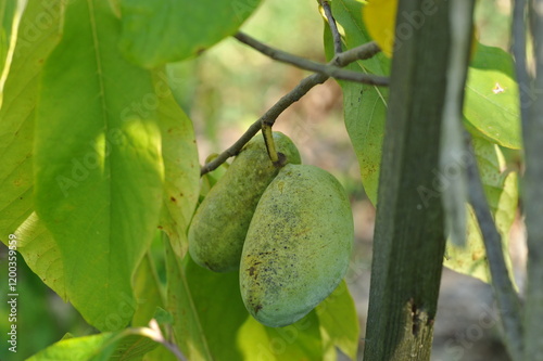 Interesting plants in the garden