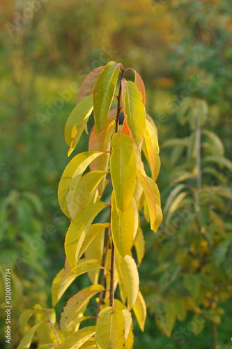 Interesting plants in the garden