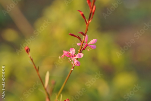 Purple pink flowers and plants in the garden