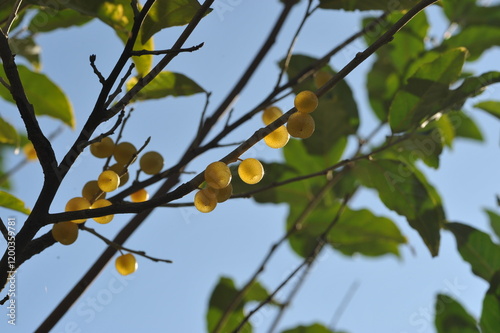 Yellow olive berries on a bush