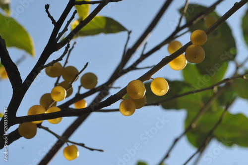 Yellow olive berries on a bush
