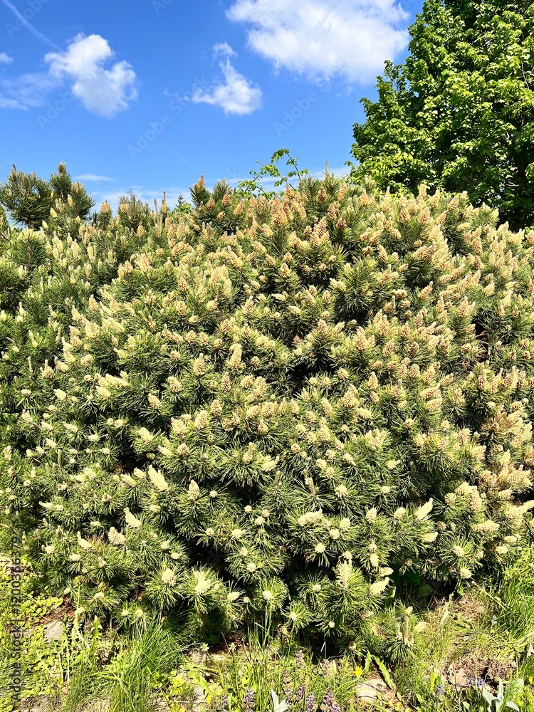 Coniferous garden with dwarf shrubs, Thuja and Pinus mugo on a summer day. Flower background Coniferous garden with dwarf shrubs, Thuja and Pinus mugo on a summer day. Flower background