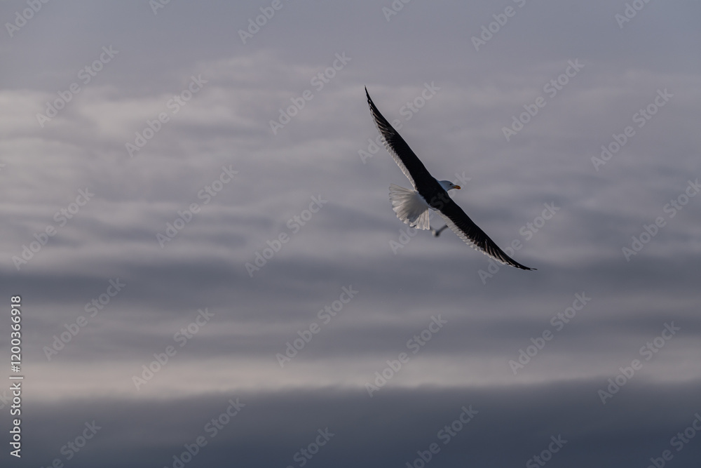 Kelp gull (Larus dominicanus) is Antarctica. Birds in Antarctica. Kelp gull (Larus dominicanus) is Antarctica. Birds in Antarctica.
