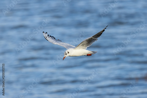 Black-Headed Gull (Chroicocephalus ridibundus), common in coastal areas like Bull Island, Dublin.