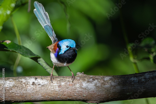 A male Variegated Fairywren perched on a branch