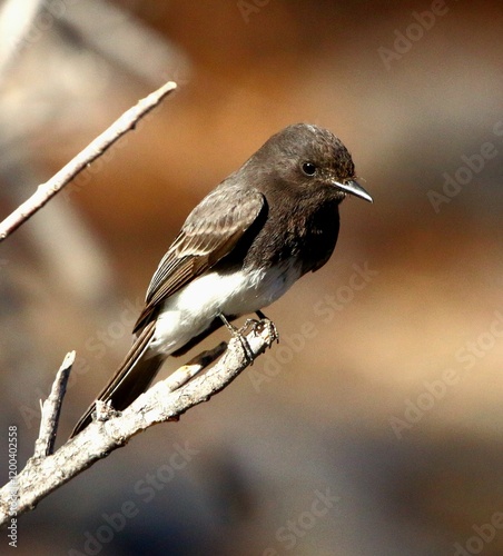 Black Phoebe  photo