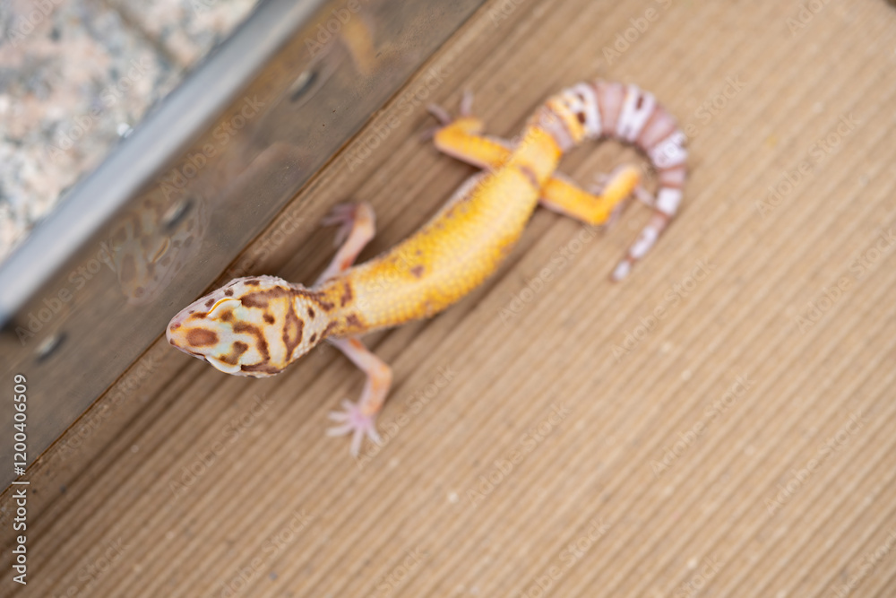 Obraz premium angle view Leopard gecko at horizontal composition