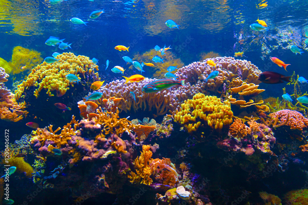 Vibrant underwater scene featuring a variety of colorful fish swimming around diverse coral formations. The corals exhibit different shapes and textures, creating a rich and dynamic marine environment
