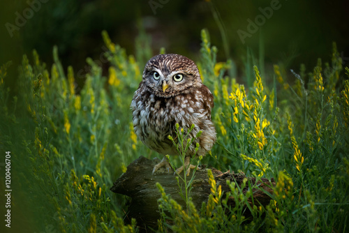 Owl at sunrise. Little owl, Athene noctua, perched in yellow flowers. Owl of Athena masking in natural habitat. Beautiful bird with yellow eyes. Wild spring nature. Wildlife scene, green forest.