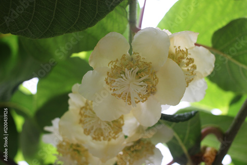 beautiful and tiny kiwi flowers on vines