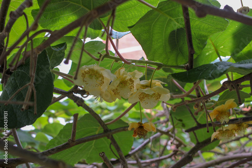 pure white kiwi flowers in my kiwi trees
