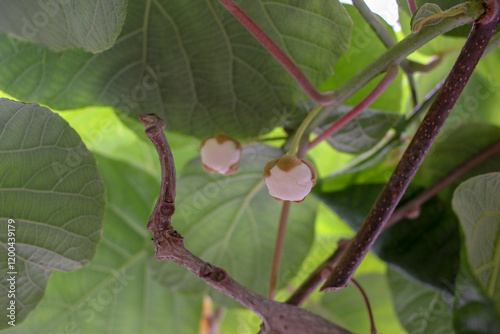 kiwi blossoms shining brightly