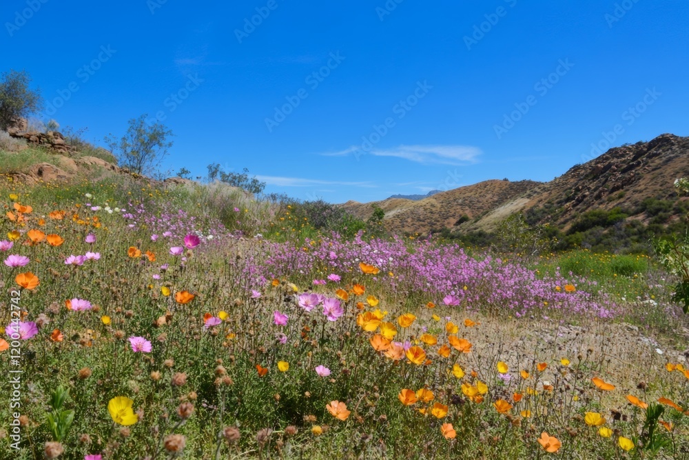 Fototapeta premium Colorful wildflowers bloom in a vibrant landscape under clear blue skies in a sunny spring day