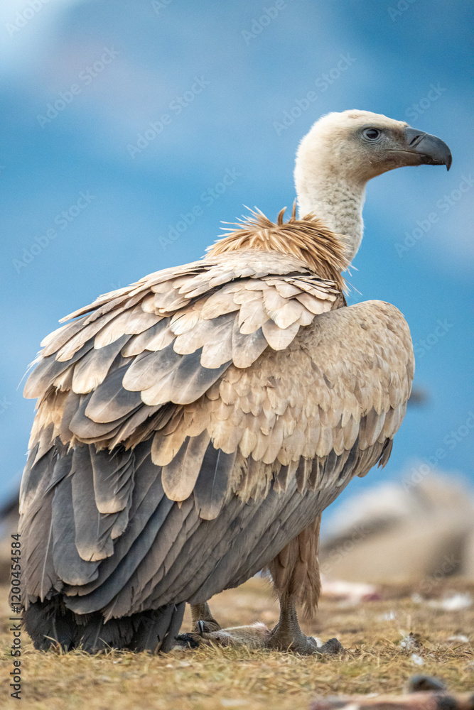 Griffon vulture (Gyps fulvus) photographed in Spain Griffon vulture (Gyps fulvus) photographed in Spain