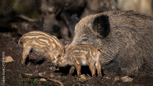 A Wild Boar Sow With Two Of Its Boarlets (Sus Scrofa) photo