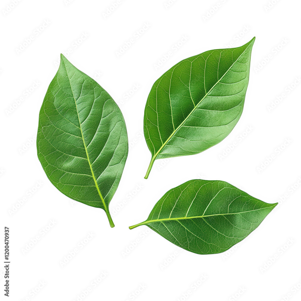 Fototapeta premium three vibrant green leaves arranged artistically on a clean white background. showcasing their smooth surfaces and distinct vein patterns the composition emphasizes nature's beauty and can be used for