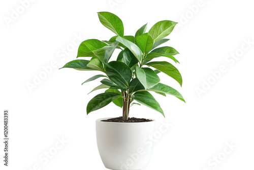 Wallpaper Mural vibrant green potted plant with glossy leaves. set against a subtle patterned background the plant is positioned in a simple white pot. emphasizing its freshness and natural beauty. making it suitable Torontodigital.ca