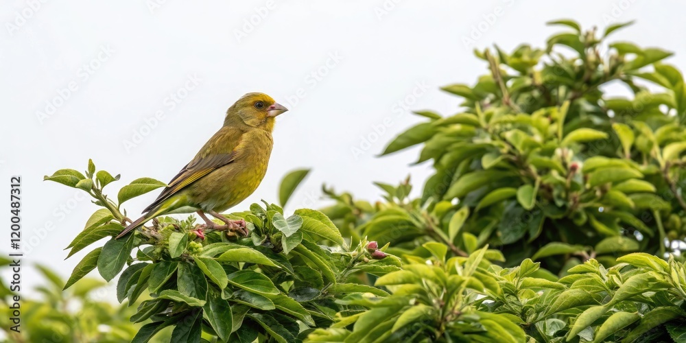Fototapeta premium *Greenfinch perched in dense branch foliage, greenfinch, bird perched