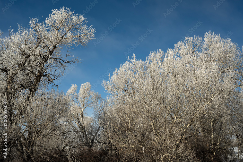 Hoarfrost on cottonwood trees along the Wind River; Riverton, Wyoming Hoarfrost on cottonwood trees along the Wind River; Riverton, Wyoming