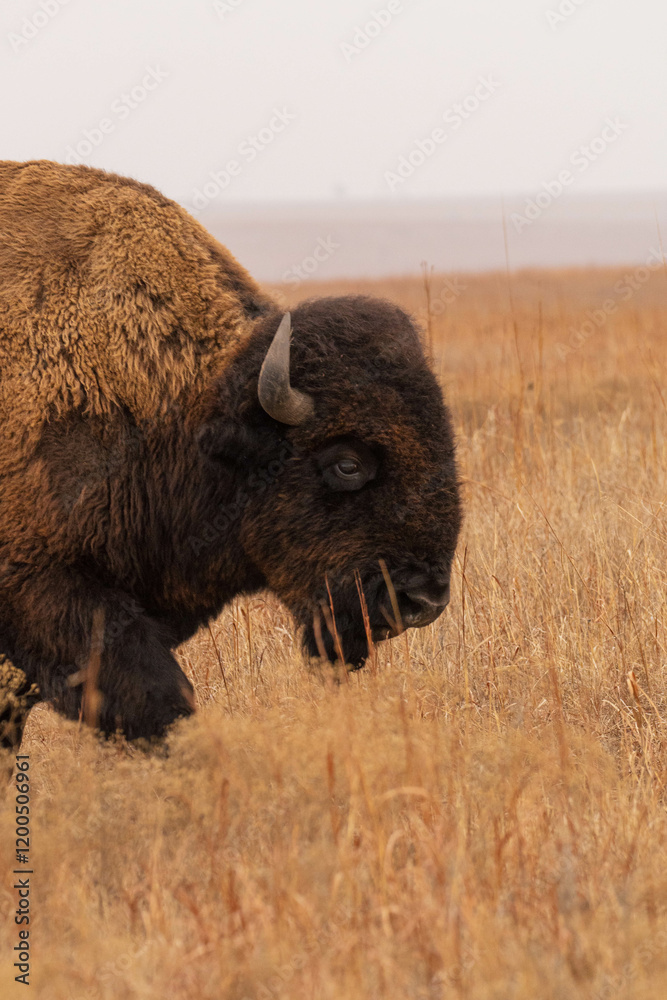 Bison in tallgrass prairie national preserve Bison in tallgrass prairie national preserve