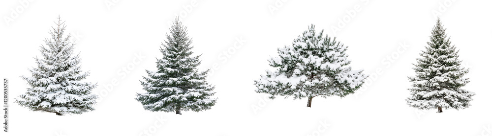 Four winter trees adorned with fresh snow, showcasing their lush green branches contrasted against a white background. Four winter trees adorned with fresh snow, showcasing their lush green branches contrasted against a white background.