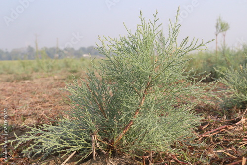 Fotografi Tamarix chinensis plant on field