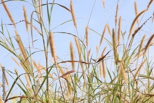 Napier grass flower plant on field