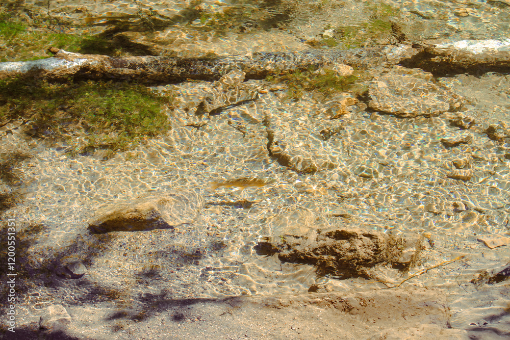 Obraz premium Rainbow trouts swiming in cold water mountain creek