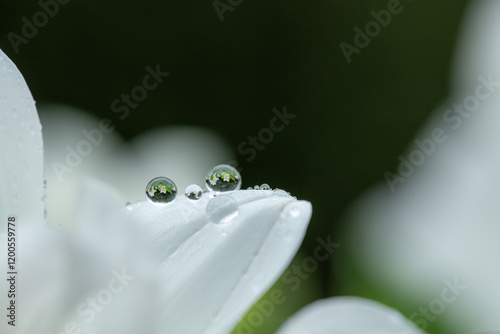 Flower Droplets