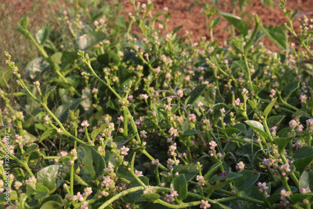 Malabar spinach flower on farm Malabar spinach flower on farm