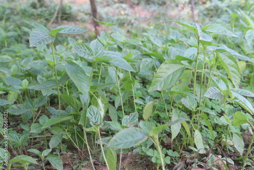 Strobilanthes phyllostachya flower plant on farm photo