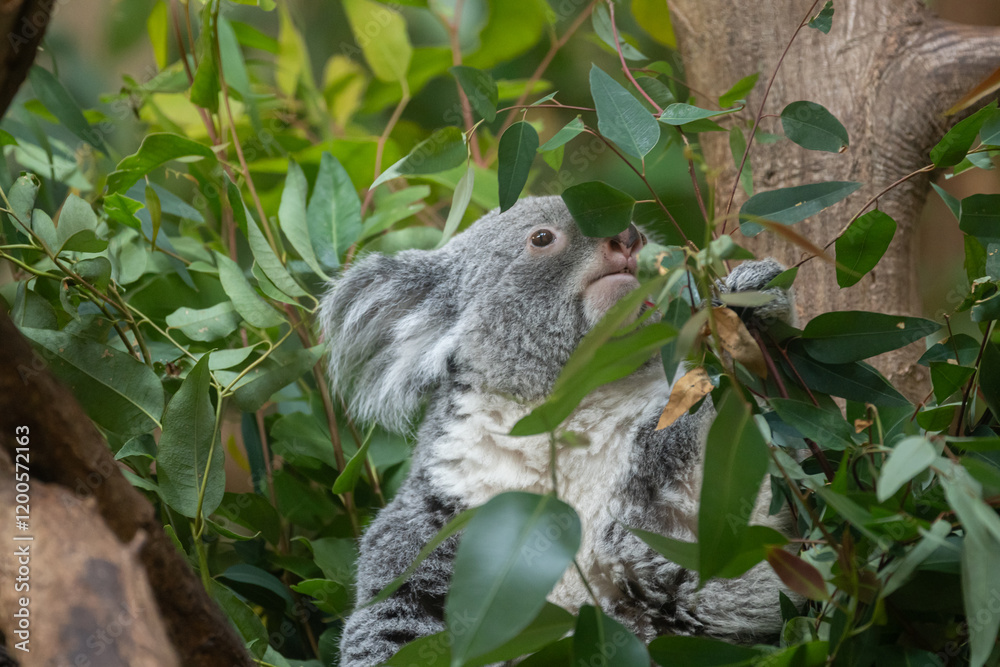 Obraz premium ユーカリの葉を食べる可愛いコアラ