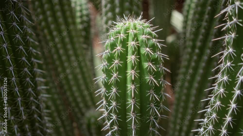 Close-up of euphorbia canariensis cactus in the outdoor daylight of cactus garden in lanzarote, canary islands Close-up of euphorbia canariensis cactus in the outdoor daylight of cactus garden in lanzarote, canary islands
