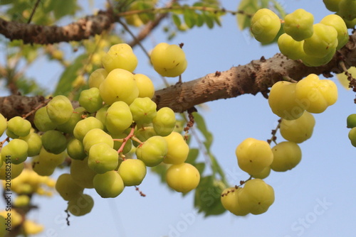 Phyllanthus acidus on tree in farm photo