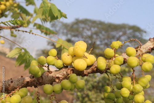 Phyllanthus acidus on tree in farm photo