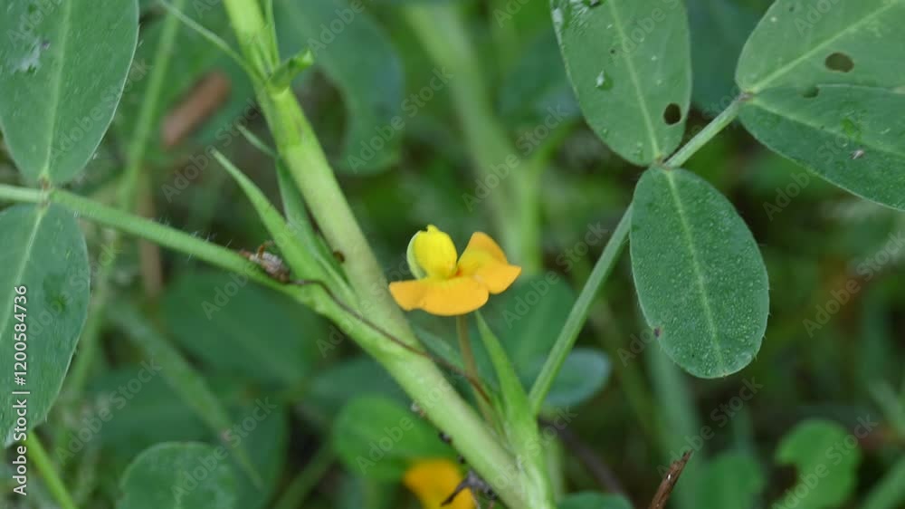 Peanut flower in field. Its other names Arachis hypogaea, groundnut, goober pea, pindar pea and monkey nut. This is a legume crop grown mainly for its edible seeds. Peanut flower in field. Its other names Arachis hypogaea, groundnut, goober pea, pindar pea and monkey nut. This is a legume crop grown mainly for its edible seeds.